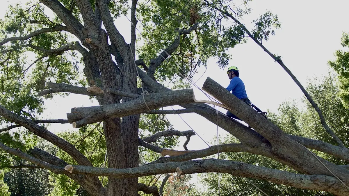 Professional Crown Thinning performed by certified arborists in Atwater